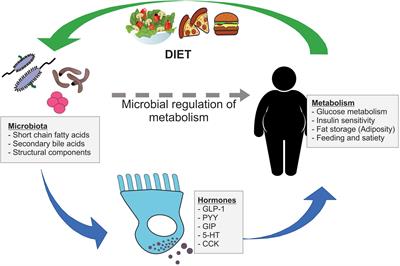 Enzymes that can transform blood type A to O found in human gut biome