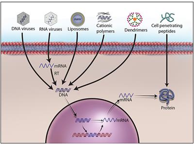 hpv vírus DNS vagy rna