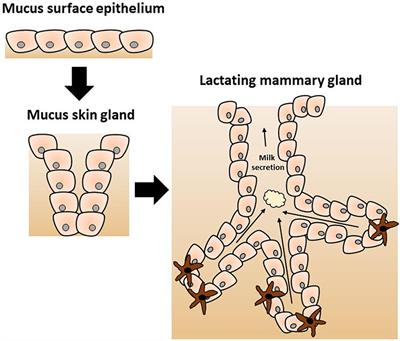 Frontiers | Host Microbe Interactions in the Lactating Mammary Gland Frontiers | Host Microbe Interactions in the Lactating Mammary Gland