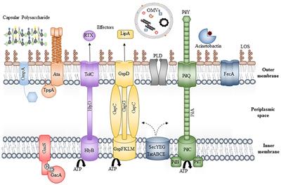 Frontiers The Mechanisms Of Disease Caused By Acinetobacter Baumannii Microbiology Frontiers The Mechanisms Of Disease Caused By Acinetobacter Baumannii Microbiology