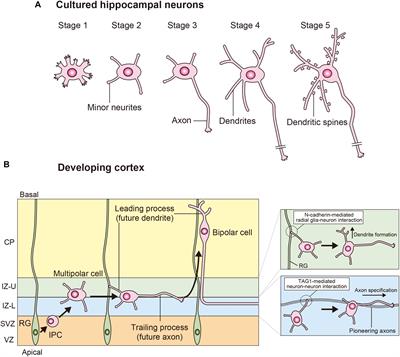 Rac1 Regulates Neuronal Polarization through the WAVE Complex