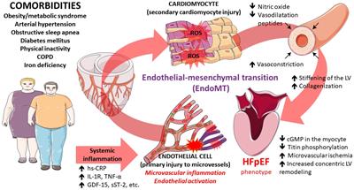 Frontiers Microvascular Dysfunction In Heart Failure With Preserved Ejection Fraction Physiology