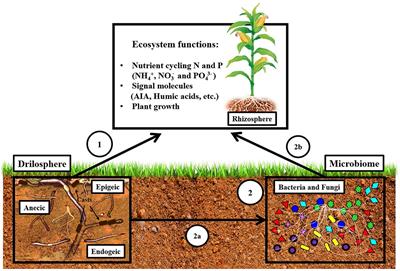 Frontiers  Earthworms Building Up Soil Microbiota, a Review