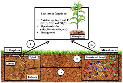 earthworms in soil