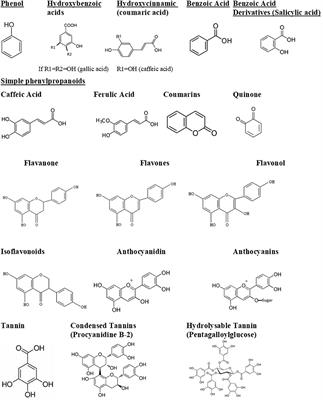 Frontiers Antimicrobial Activity Of Polyphenols And Alkaloids In Middle Eastern Plants Microbiology