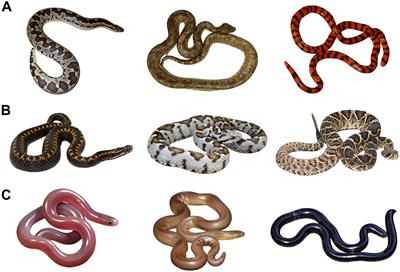 Frontiers | Snakes Represent Emotionally Salient Stimuli That May Evoke  Both Fear and Disgust
