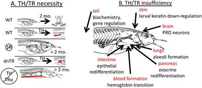 Frontiers | Insufficiency of Thyroid Hormone in Frog Metamorphosis and ...