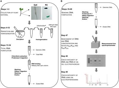 Frontiers | All in One High Quality Genomic DNA and Total RNA Extraction  From Nematode Induced Galls for High Throughput Sequencing Purposes