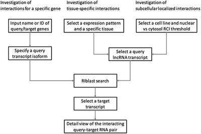 Frontiers Lncrrisearch A Web Server For Lncrna Rna Interaction Prediction Integrated With Tissue Specific Expression And Subcellular Localization Data Genetics