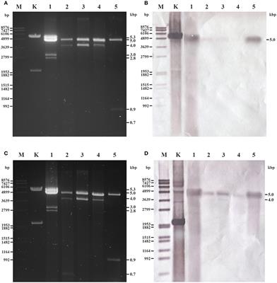 Frontiers Detection And Molecular Characterization Of Novel Dsrna Viruses Related To The Totiviridae Family In Umbelopsis Ramanniana Cellular And Infection Microbiology