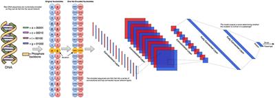 random forest vs neural network random forest vs neural network