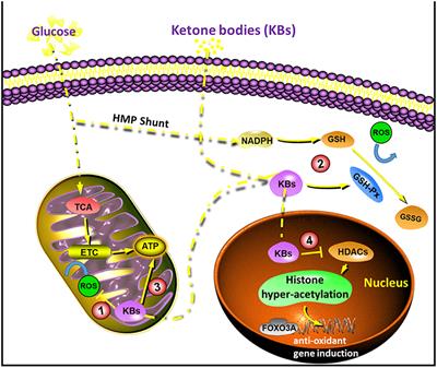 erk1 translocated into mitochondrias after ketogenic diet