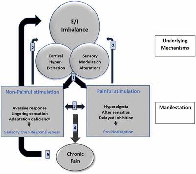 Frontiers  The Tactile-Visual Conflict Processing and Its Modulation by  Tactile-Induced Emotional States: An Event-Related Potential Study