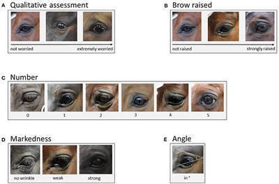 Frontiers | Sex and Age Don't Matter, but Breed Type Doesâ€”Factors  Influencing Eye Wrinkle Expression in Horses