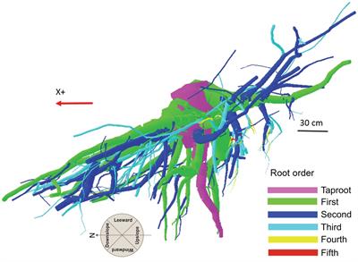 Blue spruce root system diagram