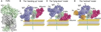 Frontiers The Neonatal Fc Receptor Fcrn A Misnomer Immunology Frontiers The Neonatal Fc Receptor Fcrn A Misnomer Immunology
