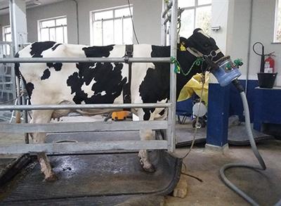 Frontiers Replacement Of Soybean Meal With Soybean Cake Reduces