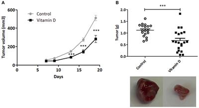 Frontiers Vitamin D Controls Tumor Growth And Cd8 T Cell Infiltration In Breast Cancer Immunology