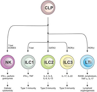 Frontiers The Influence Of Innate Lymphoid Cells And Unconventional T Cells In Chronic Inflammatory Lung Disease Immunology