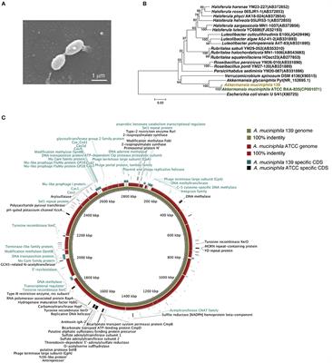 uudgrundelig Modsigelse Savvy Frontiers | Strain-Specific Anti-inflammatory Properties of Two Akkermansia  muciniphila Strains on Chronic Colitis in Mice | Cellular and Infection  Microbiology