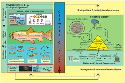 PDF) Some Biological Aspects of Four Fish Species in East Hammar