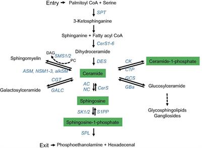 Frontiers Sphingomyelin Breakdown In T Cells Role Of Membrane Compartmentalization In T Cell Signaling And Interference By A Pathogen Cell And Developmental Biology