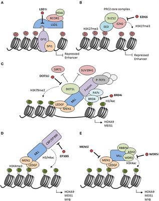 Targeting menin: a promising therapeutic strategy for susceptible acute  leukemia subtypes