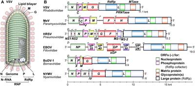 Frontiers Rna Synthesis And Capping By Non Segmented Negative Strand Rna Viral Polymerases Lessons From A Prototypic Virus Microbiology