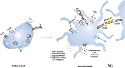 Frontiers | The Human Platelet as an Innate Immune Cell: Interactions ...