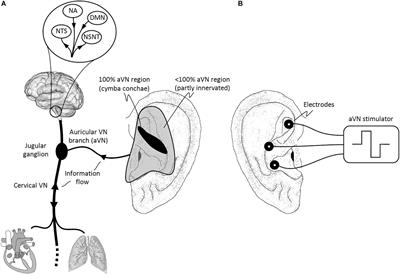 Frontiers Current Directions In The Auricular Vagus Nerve Stimulation I A Physiological Perspective Neuroscience