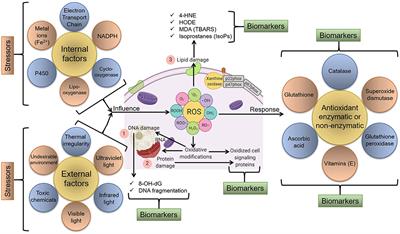 Frontiers Biomarkers In Stress Related Diseases Disorders Diagnostic Prognostic And Therapeutic Values Molecular Biosciences