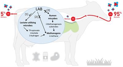 Frontiers | Use of Lactic Acid Bacteria to Reduce Methane Production in Ruminants, a Critical Review Frontiers | Use of Lactic Acid Bacteria to Reduce Methane Production in Ruminants, a Critical Review