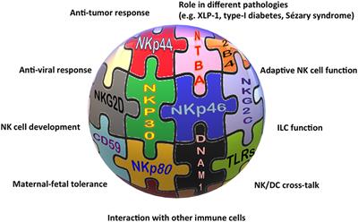 Frontiers An Historical Overview The Discovery Of How Nk Cells Can Kill Enemies Recruit Defense Troops And More Immunology