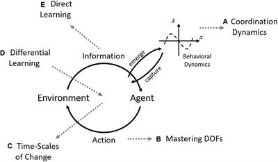 Frontiers Search Strategies In The Perceptual Motor Workspace And The Acquisition Of Coordination Control And Skill Psychology
