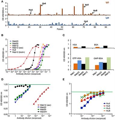 Frontiers Igm Antibodies Can Access Cryptic Antigens Denied To