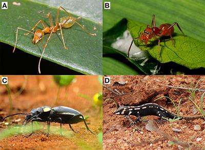 Frontiers | The Evolutionary Importance of Cues in Protective Mimicry Frontiers | The Evolutionary Importance of Cues in Protective Mimicry