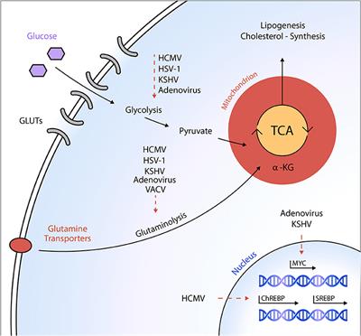 Frontiers | Hijacking the Supplies: Metabolism as a Novel Facet of Virus-Host Interaction Frontiers | Hijacking the Supplies: Metabolism as a Novel Facet of Virus-Host Interaction