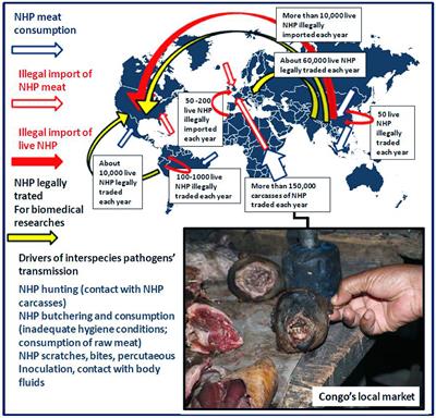 Frontiers Infectious Disease Risk Across The Growing Human Non Frontiers Infectious Disease Risk