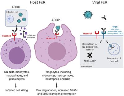 Herpes virus human papillomavirus