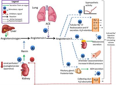 Frontiers  Effect of the renin-angiotensin system on the exacerbation of  adrenal glucocorticoid steroidogenesis in diabetic mice: Role of  angiotensin-II type 2 receptor