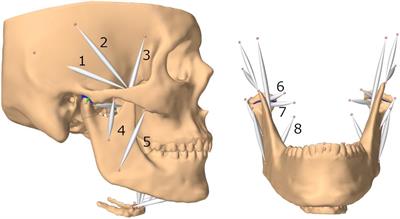 Diagrammatic representation of the normal anatomy of the mandibular