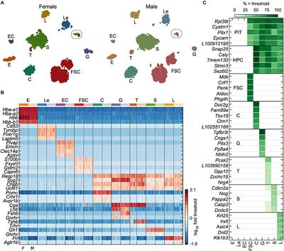 Frontiers Cell Type And Sex Dependent Transcriptome Profiles Of Rat Anterior Pituitary Cells Endocrinology Frontiers Cell Type And Sex Dependent Transcriptome Profiles Of Rat Anterior Pituitary Cells Endocrinology