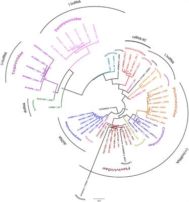 Frontiers  EBV Exploits RNA m6A Modification to Promote Cell Survival and  Progeny Virus Production During Lytic Cycle