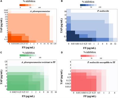 Frontiers In Vitro And In Vivo Synergistic Effects Of Florfenicol And Thiamphenicol In Combination Against Swine Actinobacillus Pleuropneumoniae And Pasteurella Multocida Microbiology
