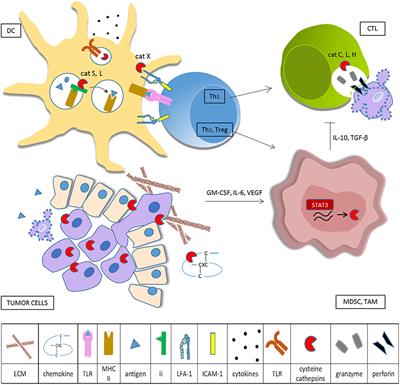 Frontiers Cysteine Cathepsins In Tumor Associated Immune Cells Immunology