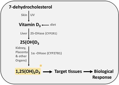 Frontiers Immunomodulatory Effects Of Vitamin D In