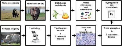 Into the Wild: Animal Microbiomes in Conservation