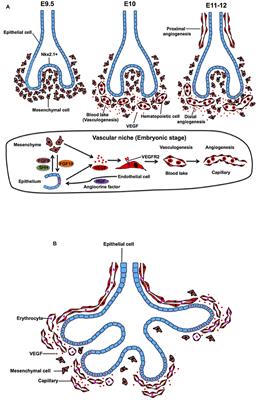 Complex urban atmosphere alters alveolar stem cells niche properties and  drives lung fibrosis