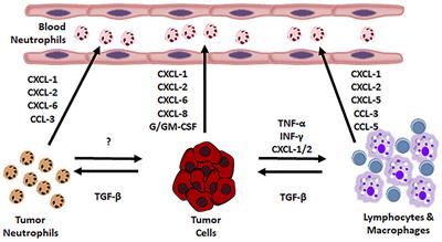 Frontiers Tumor Associated Neutrophils Their Role In Tumorigenesis Metastasis Prognosis And Therapy Oncology
