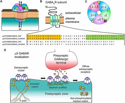Frontiers | Neurobiology And Therapeutic Potential Of Α5-Gaba Type A  Receptors | Molecular Neuroscience Frontiers | Neurobiology And Therapeutic Potential Of Α5-Gaba Type A  Receptors | Molecular Neuroscience